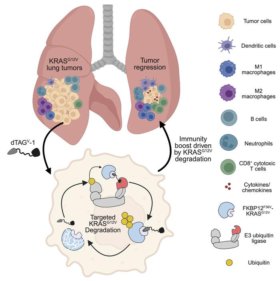 Targeted degradation of oncogenic KRAS<sup>G12V</sup> triggers antitumor immunity in lung cancer models