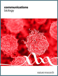 Super-resolution imaging of T lymphocyte activation reveals chromatin decondensation and disrupted nuclear envelope